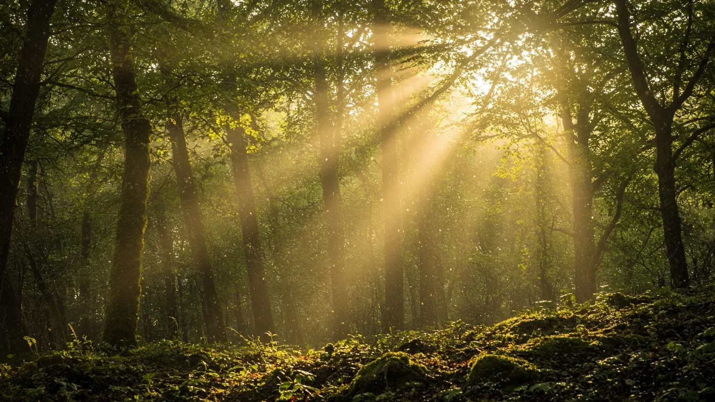 Licht zwischen Waldbäumen